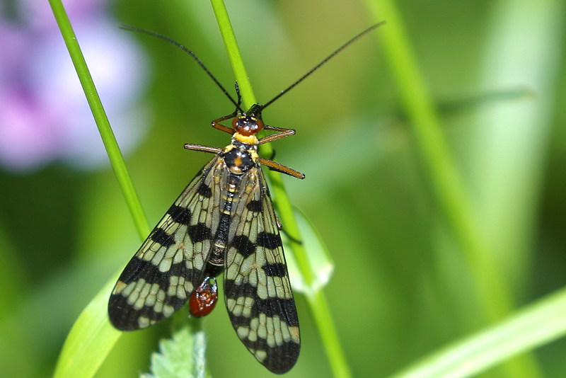 Panorpa meridionalis ♂