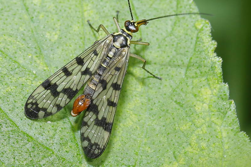 Panorpa vulgaris, weide schorpioenvlieg ♂