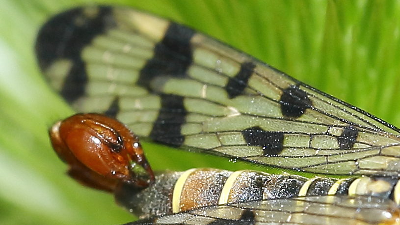 Panorpa vulgaris, weide schorpioenvlieg ♂