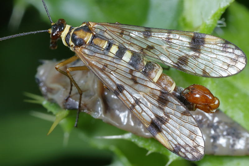 Panorpa vulgaris, weide schorpioenvlieg ♂