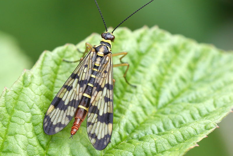 Panorpa vulgaris, weide schorpioenvlieg ♀