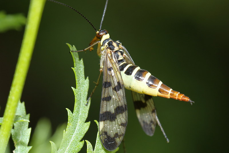 Panorpa vulgaris, weide schorpioenvlieg ♀