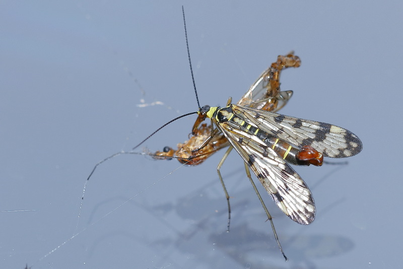 Panorpa vulgaris, bij spinnenprooi