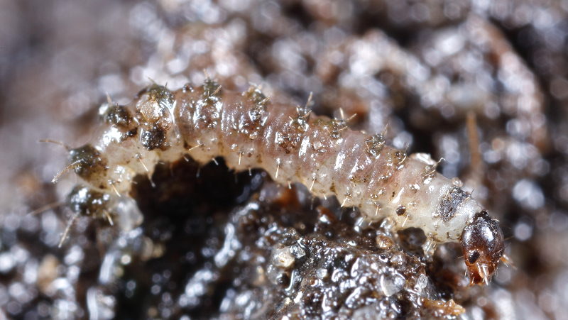 Panorpa vulgaris, jonge larve