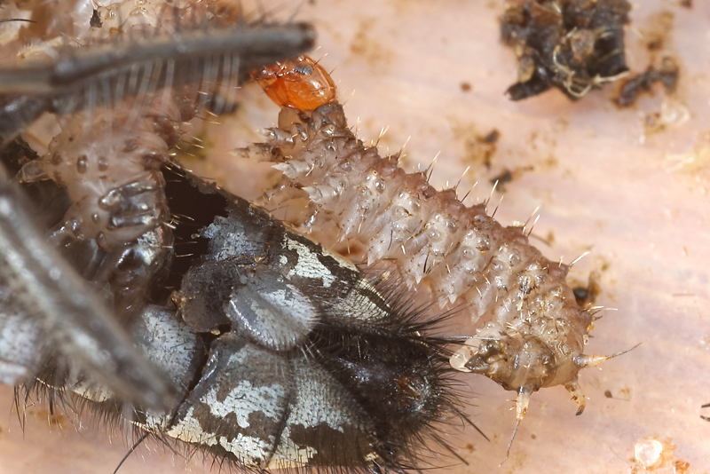 Panorpa vulgaris, larve
