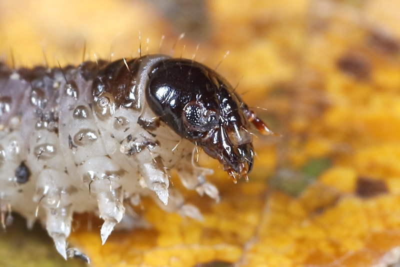 Panorpa vulgaris, larve