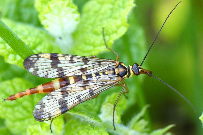 Panorpa vulgaris, weide schorpioenvlieg ♀