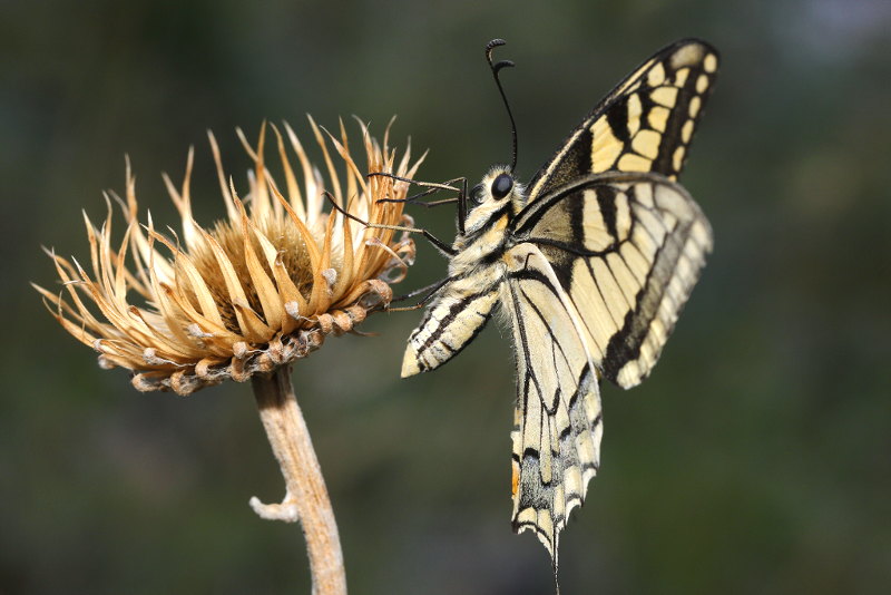 Koninginnenpage, Papilio machaon (SK)