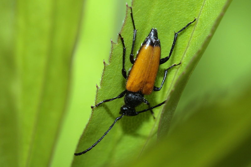 Zwarttip-smalboktor, Paracorymbia fulva