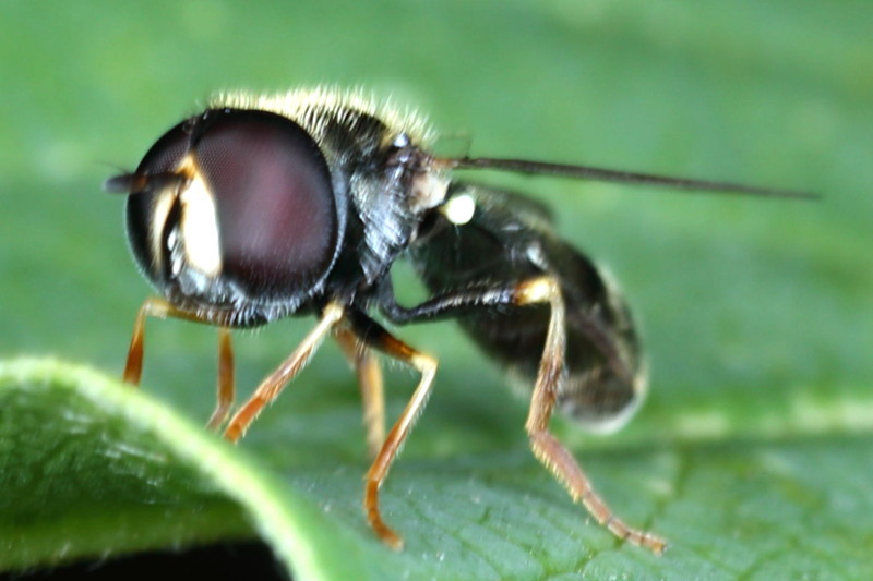 Paragus haemorrhous, Gewoon krieltje ♂
