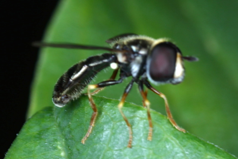 Paragus haemorrhous, Gewoon krieltje ♂