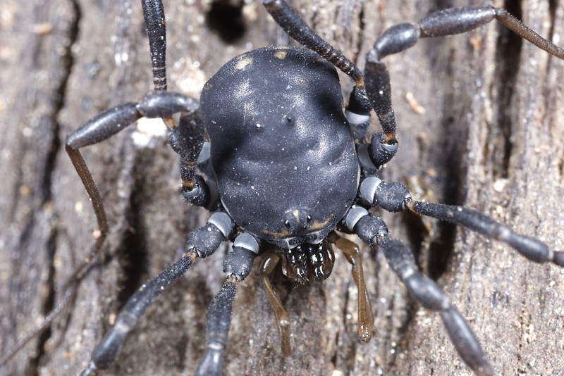 Paranemastoma aurigerum ryla ♂