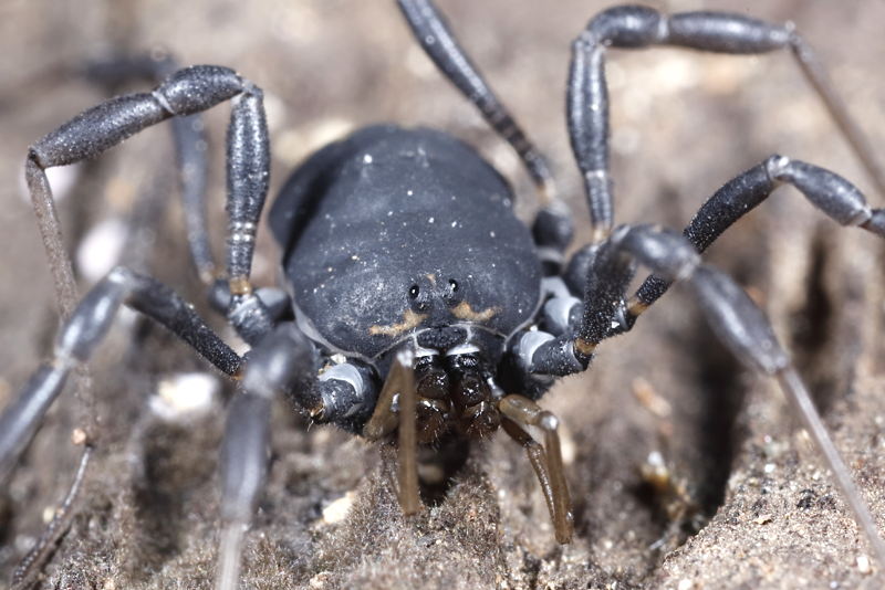 Paranemastoma aurigerum ryla ♂