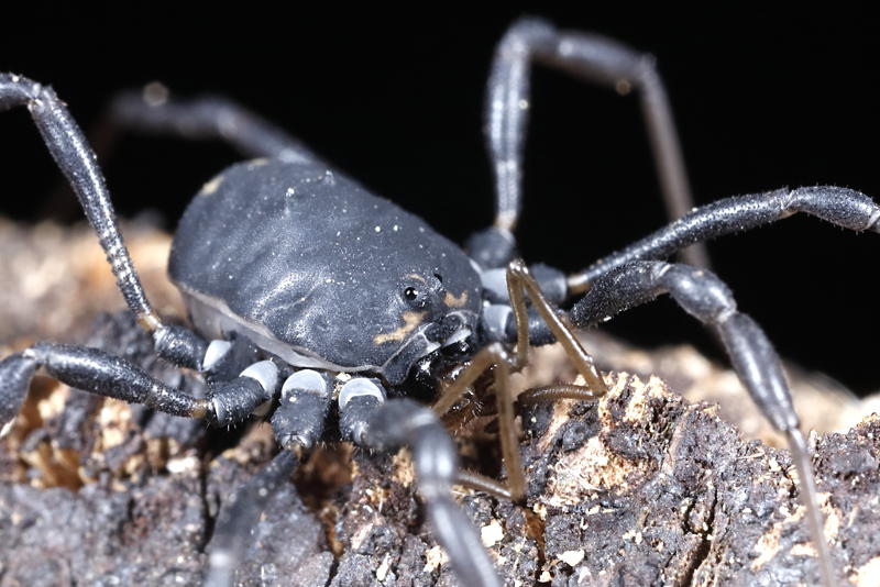 Paranemastoma aurigerum ryla ♂