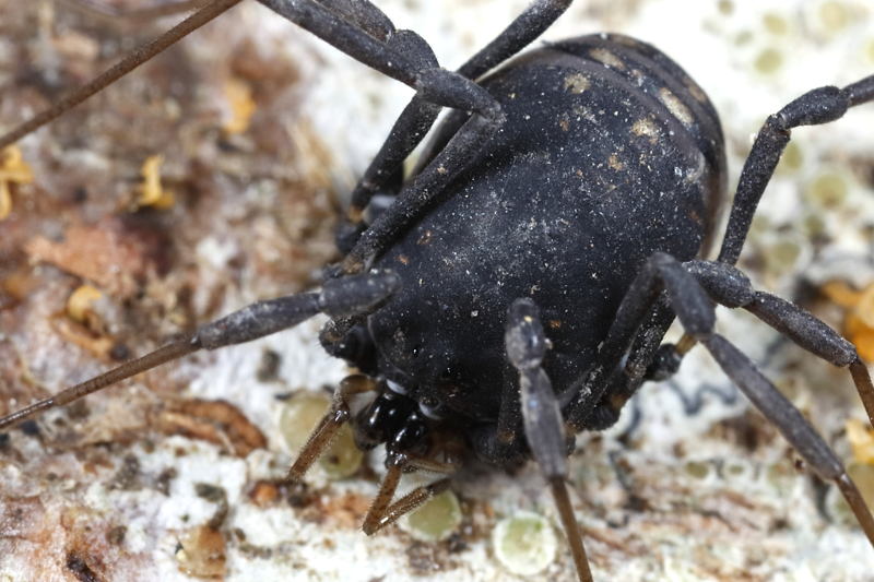 Paranemastoma aurigerum ryla ♀