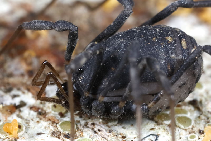 Paranemastoma aurigerum ryla ♀