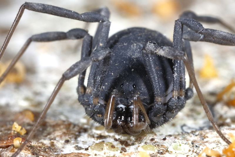 Paranemastoma aurigerum ryla ♀