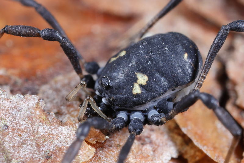 Paranemastoma quadripunctatum