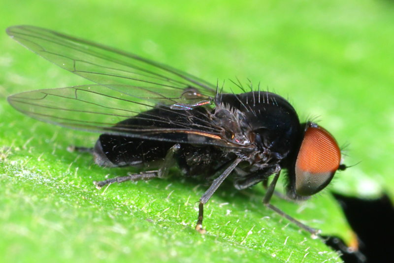 Zwarte hertenzwambreedvoet, Paraplatypeza atra ♂