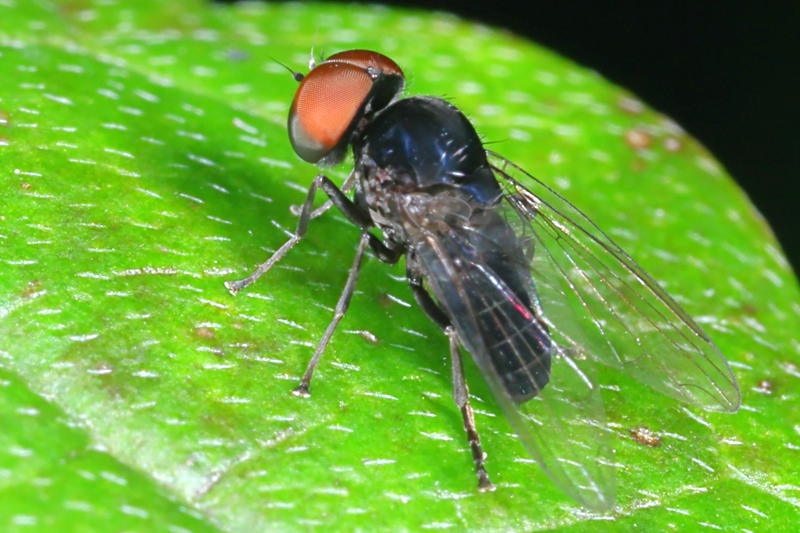 Zwarte hertenzwambreedvoet, Paraplatypeza atra ♂