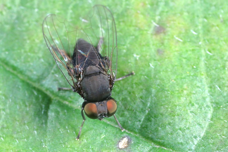 Zwarte hertenzwambreedvoet, Paraplatypeza atra ♀