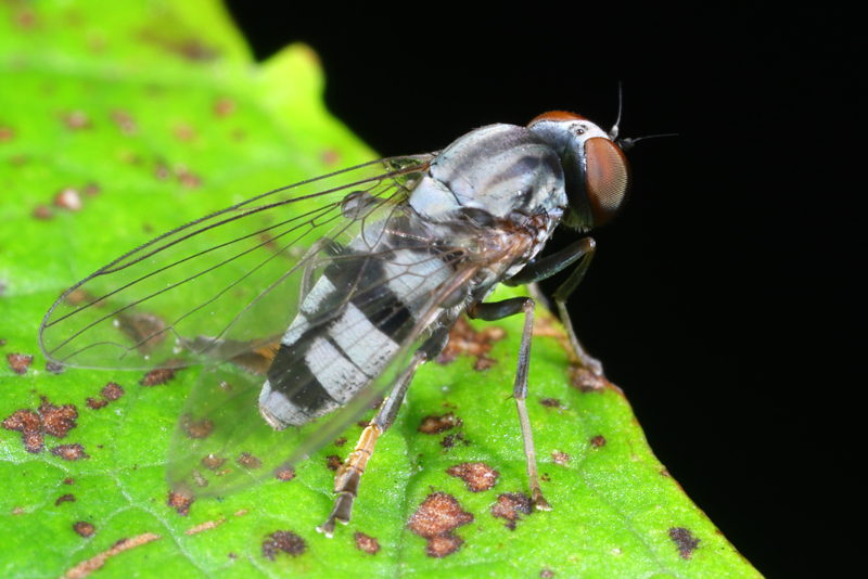 Bonte hertenzwambreedvoet, Paraplatypeza bicincta ♀
