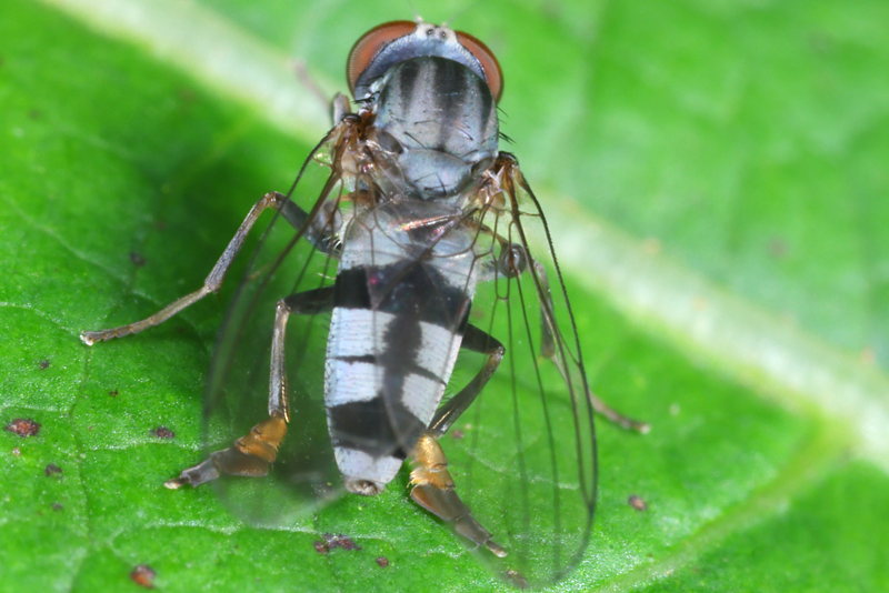Bonte hertenzwambreedvoet, Paraplatypeza bicincta ♀