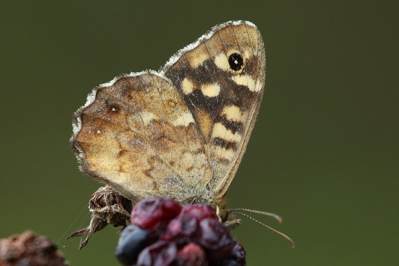 Bont zandoogje, Pararge aegeria (NL)