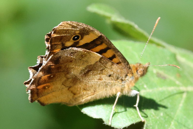 Bont zandoogje, Pararge aegeria (E)