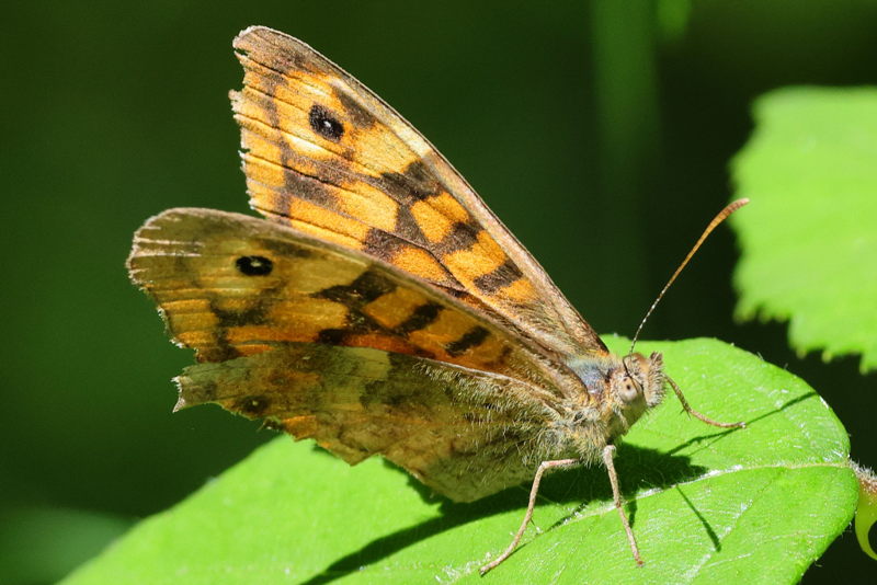 Bont zandoogje, Pararge aegeria (E)