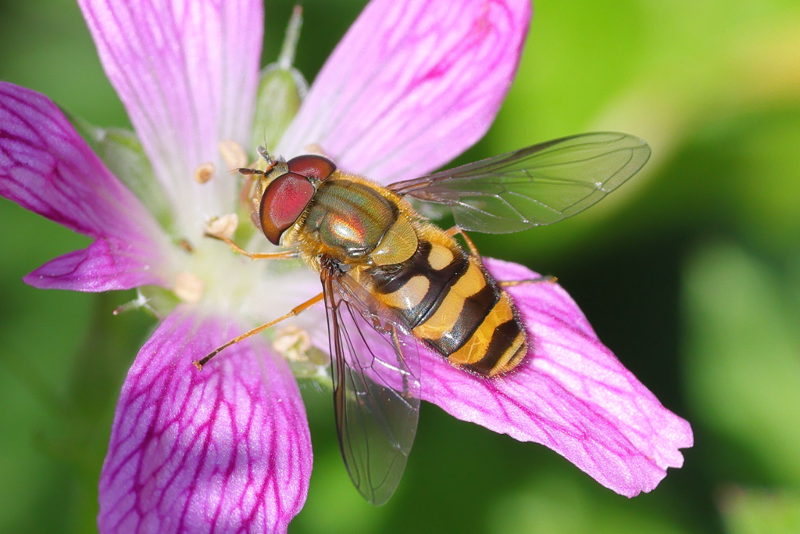 Parasyrphus nigritarsis, Haantjesbandzweefvlieg ♂