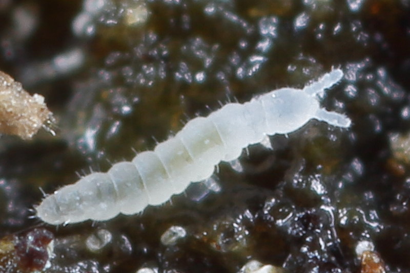 Paratullbergia callipygos