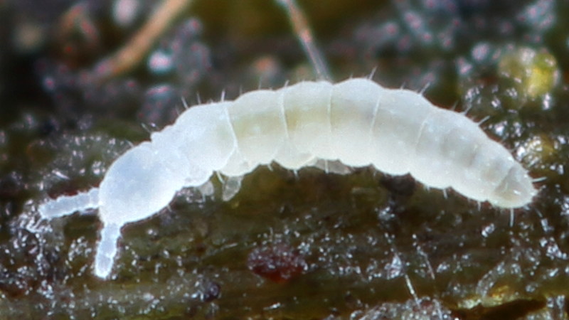 Paratullbergia callipygos