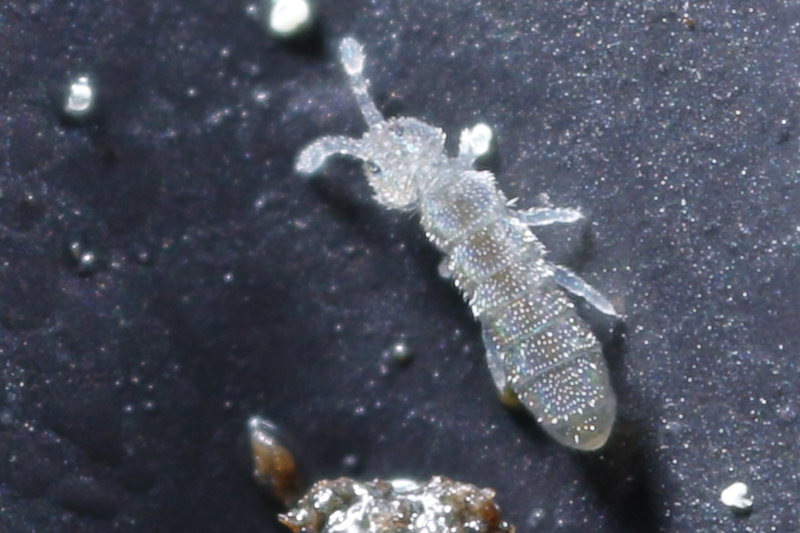 Parisotoma notabilis