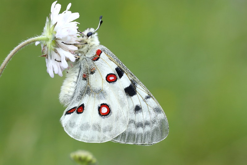 Apollovlinder, Parnassius apollo (BG)