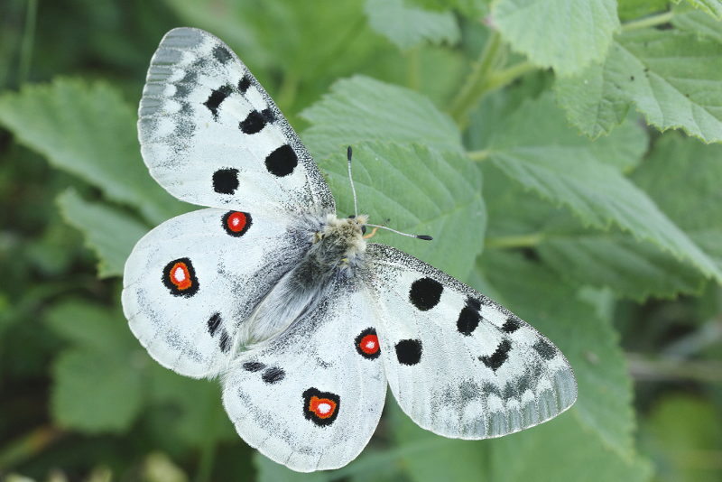Apollovlinder, Parnassius apollo (BG)