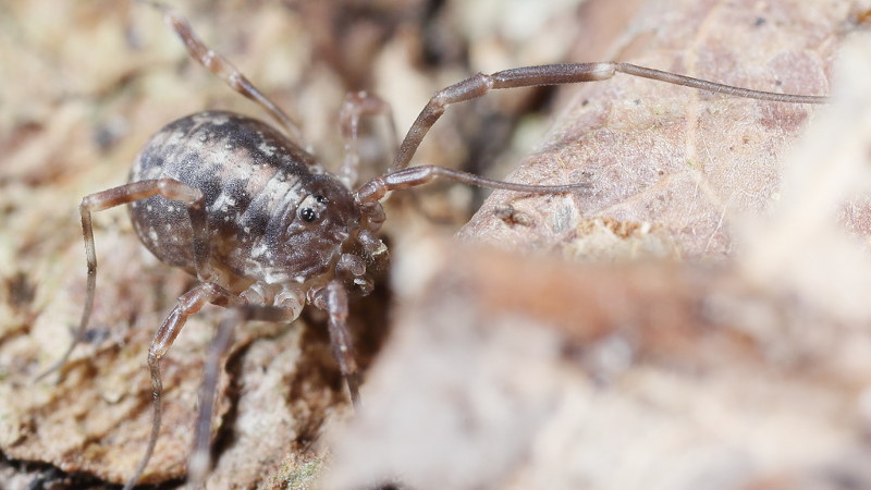 Paroligolophus agrestis juvenile