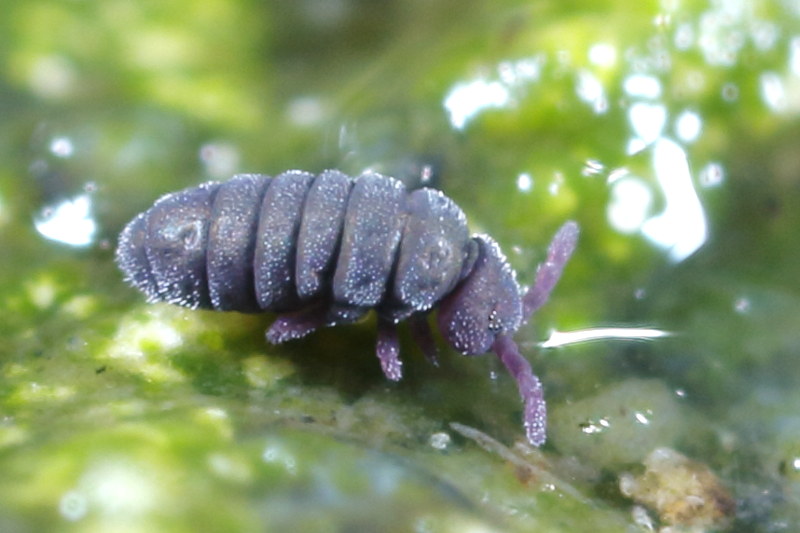 Paychyotoma crassicauda