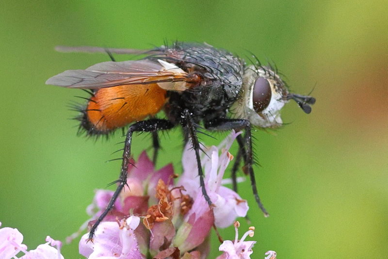Peleteria rubescens, &female;