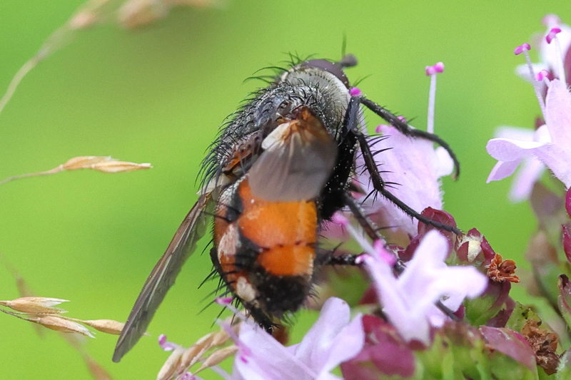 Peleteria rubescens, &female;