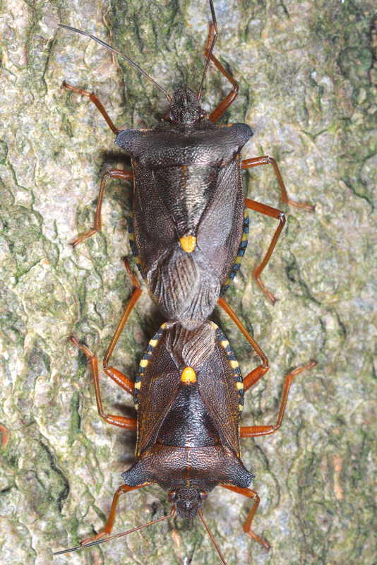 Pentatoma rufipes, Roodpootschildwants