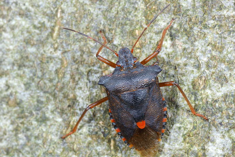 Pentatoma rufipes, Roodpootschildwants