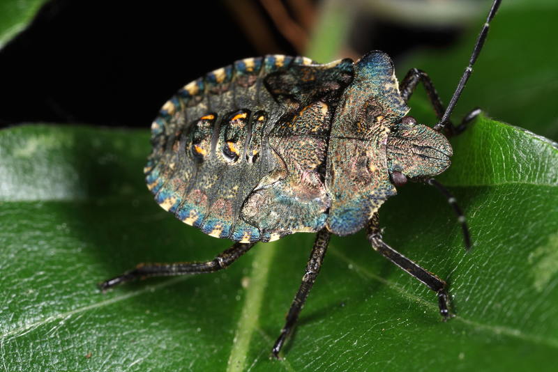 Pentatoma rufipes, Roodpootschildwants, juveniel
