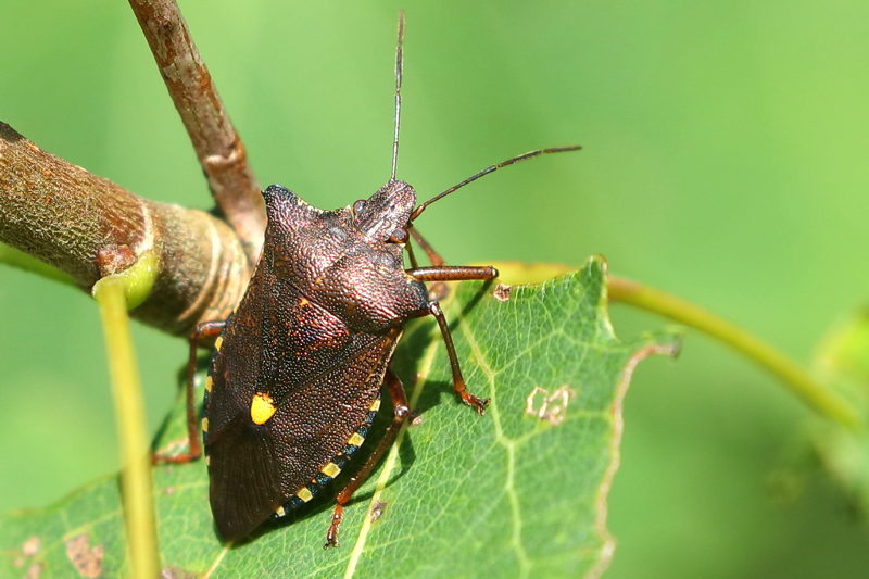 Pentatoma rufipes, Roodpootschildwants
