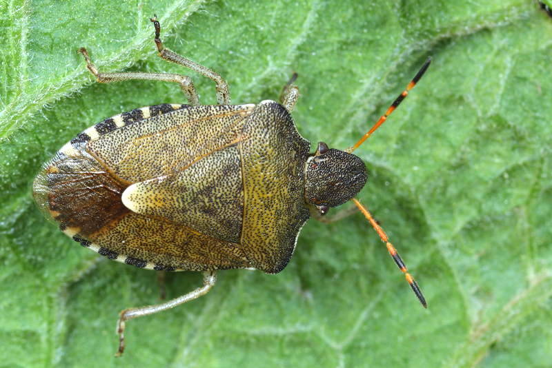Peribalus strictus, Zuidelijke schildwants ssp. vernalis
