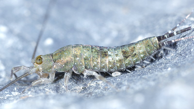 Petrobius brevistylis