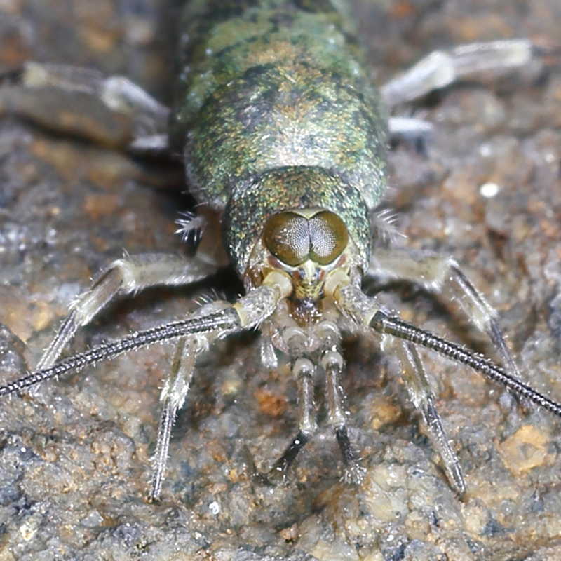 Petrobius brevistylis