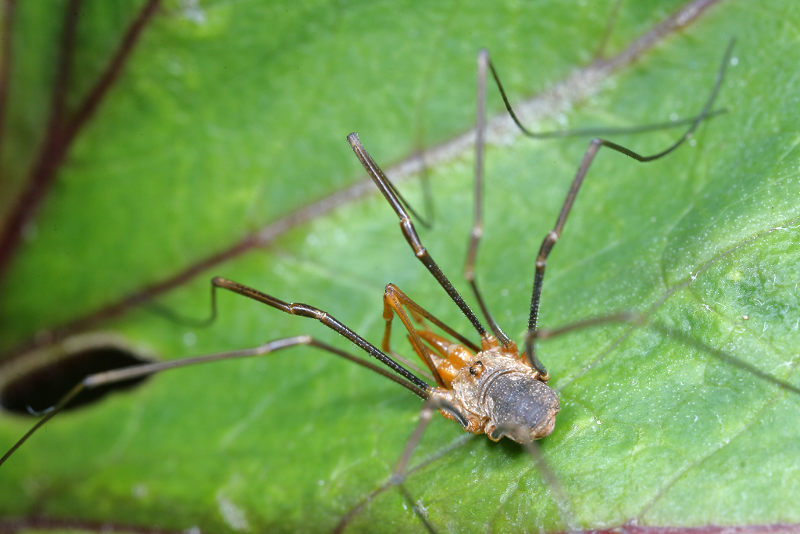 harvestman