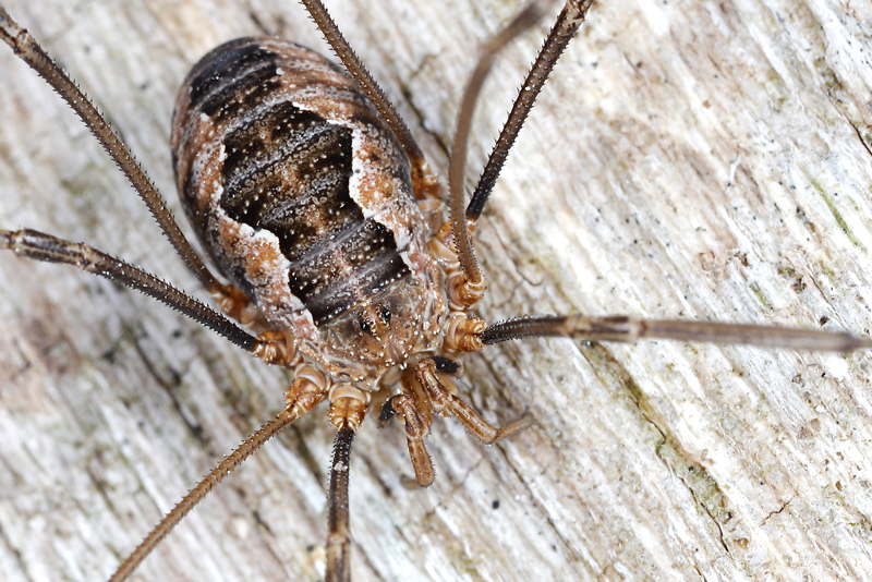 Phalangium opilio ♀