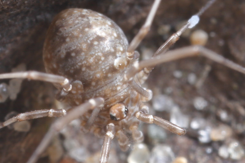 Phalangium opilio juvenile